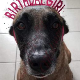 Lonna - Belgian Malinois