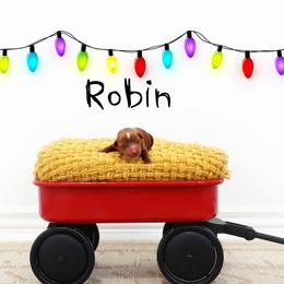 Robin - Red  female Goldendoodle puppy in Spanish Fork, Utah from Oodles of Floofy Doodles