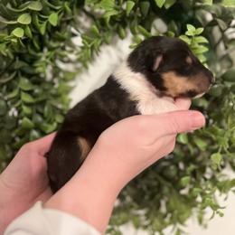 Collie Puppies from Jolly Collies