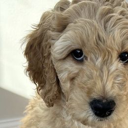 Girl 6 - Goldendoodle puppy in Manchester, Connecticut from G & J Doodles LLC