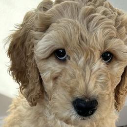 Girl 6 - Goldendoodle puppy in Manchester, Connecticut from G & J Doodles LLC