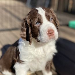 English Springer Spaniel Puppies from Cedarhaven Springers