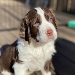 English Springer Spaniel Puppies from Cedarhaven Springers