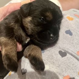 Border Terrier Puppies from Devonwood Border Terriers