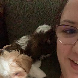 Shih Tzu Puppies from Sugar Paws Heavenly Shih Tzu’s