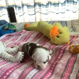 Girl 1 - Red brindle and white female Bulldog puppy in Tierra Verde, Florida from Destiny Kennel