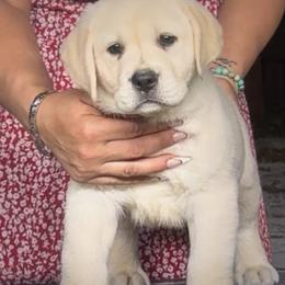 Labrador Retriever Puppies from Flashylabs AKC GRAND CHAMPION SIRED
