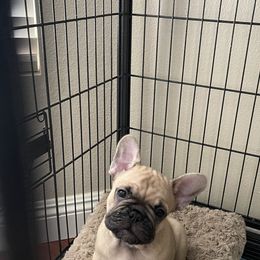 French Bulldog Puppies from Fabi's French Bulldogs