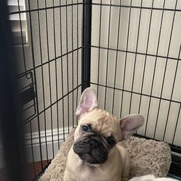 French Bulldog Puppies from Fabi's French Bulldogs