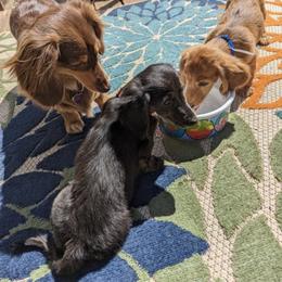 Dachshund Puppies from Rustic Dachshunds