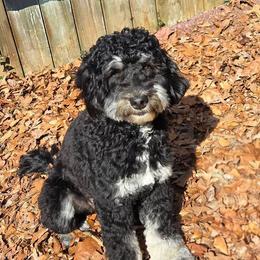 Assorted Doodle Crosses, Bernedoodles, Goldendoodles, and Poodles from Kava Kennels