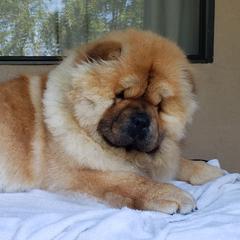 Chow Chow puppies from Naiman Chow Chows (San Diego, CA)