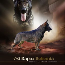 Oxi - German Shepherd