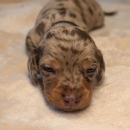Zeus - Dapple male Dachshund puppy in Waddell, Arizona from The Bearded Companions
