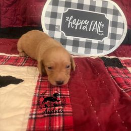 Girl 2 - Cream female Dachshund puppy in East Dover, Vermont from Audet’s Mini Dachshunds
