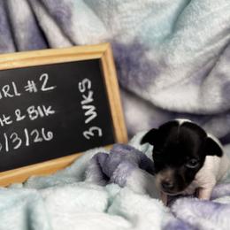 Pepper - White and black female Toy Fox Terrier puppy in Briggs, Texas from TAC Team Kennels