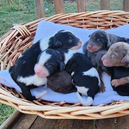 Bernedoodle puppies from 2 Rose Ranch Doodles
