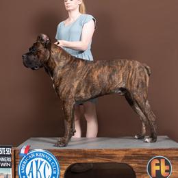 Bobby - Cane Corso