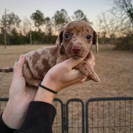 Aspen - Dapple male Dachshund puppy in Lumber City, Georgia from CarolinaDachshunds