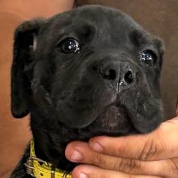 Yellow Collar Girl - Vera X Lawman - AKC and ICCF - Black brindle female Cane Corso puppy in Gorman, Texas from McOmber Country Kennels