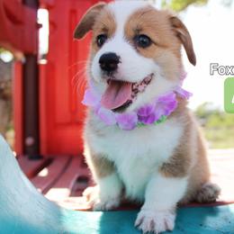 Girl 3 - Pembroke Welsh Corgi puppy in Lavon, Texas from Fox and Spots