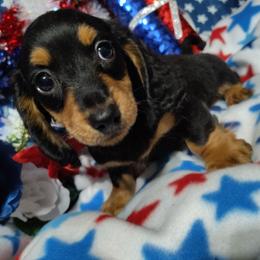 Banks - Black and tan male Dachshund puppy in Hudson, Michigan from Mittentail Kennel Miniature Dachshunds & Australian Shepherds