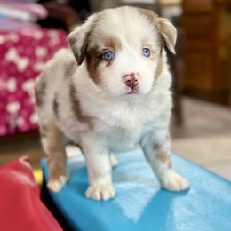 Stormy - Red merle female Miniature Australian Shepherd puppy in Luling, Texas from Little Wood Toy and Mini Aussies