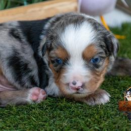 Cirrus - Blue merle male Miniature Australian Shepherd puppy in Granbury, Texas from Best Little Aussies