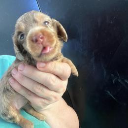 Sugar Plum - Dapple female Dachshund puppy in Bigfork, Minnesota from Dachshunds Up North