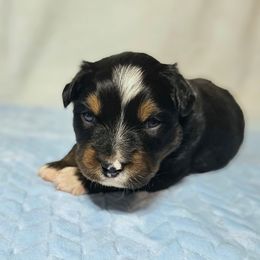 Gingerbread - Black tri-color male Australian Shepherd puppy in Owensboro, Kentucky from JnT's Bluegrass Mini Aussies