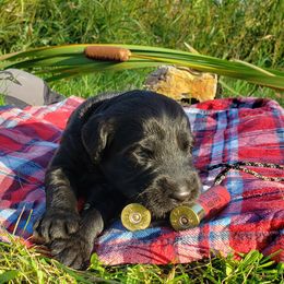 Goldendoodle Puppies from Renegade Doodles