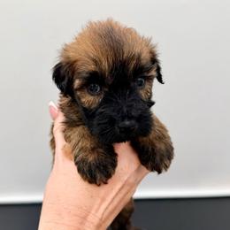 Turquoise Girl - Wheaten female Soft Coated Wheaten Terrier puppy in Grand Prairie, Texas from Wonderful Wheatens