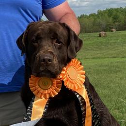 Labrador Retrievers from Balewater Labradors