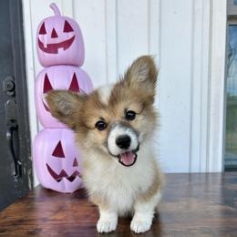 Roxy - Red female Pembroke Welsh Corgi puppy in Flat Rock, Alabama from Fluffy Butt Acres