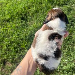 Confetti - Piebald male Dachshund puppy in Palestine, Texas from Vixens Dachshunds