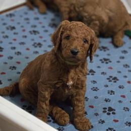 Green Collar - Red  male Goldendoodle puppy in Auburn, Kansas from Puppy Paradise:  English Mastiff Puppies & Standard Goldendoodle Puppies