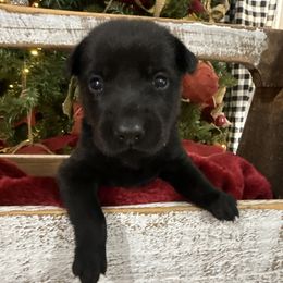 Pink - Black female Labrador Retriever puppy in Kinta, Oklahoma from Beaver Creek Kennels