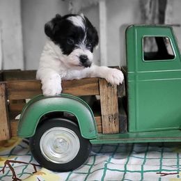 Miniature Schnauzers, Poodles, and Schnoodles from Cedar Glades Canines