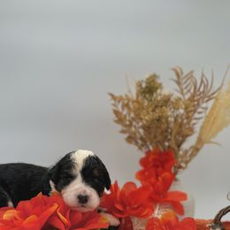 Cupid - Bernedoodle puppy from Shadow Kennels