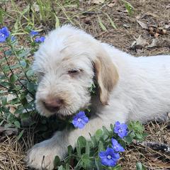 Van - Orange roan male Spinone Italiano puppy in Alachua, Florida from Asperida Spinoni and Dachshunds