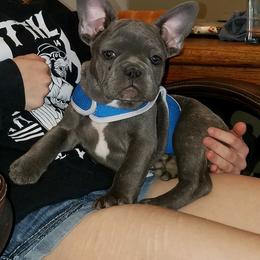 French Bulldog Puppies from Ginny's Frenchie's