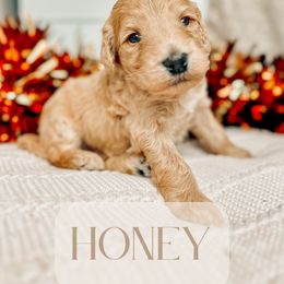 Honey - Apricot Goldendoodle puppy in Madison Heights, Virginia from Nottaway Doodles