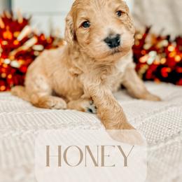 Honey - Apricot Goldendoodle puppy in Madison Heights, Virginia from Nottaway Doodles