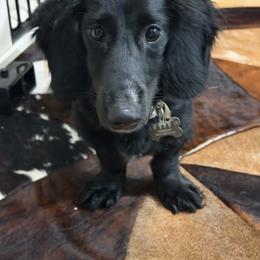 Forest - Black male Dachshund puppy in Maidsville, West Virginia from L&B Lowriders