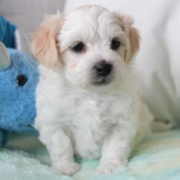 Ruger - White male Coton de Tulear puppy in Forney, Texas from Buttercup Cotons of Texas