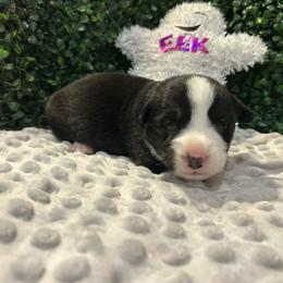 Barnabas Collins - Black and white male Cardigan Welsh Corgi puppy in Clio, Michigan from Old Oak Cardigans