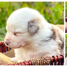 Australian Shepherd Puppies from Soggy Bottom Farms