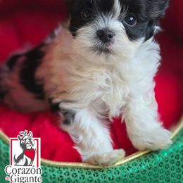 Jinu - Parti male Yorkshire Terrier puppy in California from Corazon de gigante