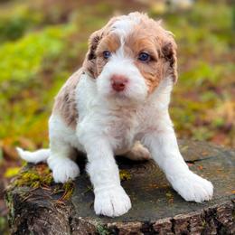 Bernedoodle Puppies from Ponderosa Puppy