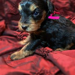 Ruthie - Black and tan female Schnoodle puppy in Kentucky from Mrs Bs Teeny Schnauzers & Doodles